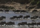 Masai Mara, Kenya