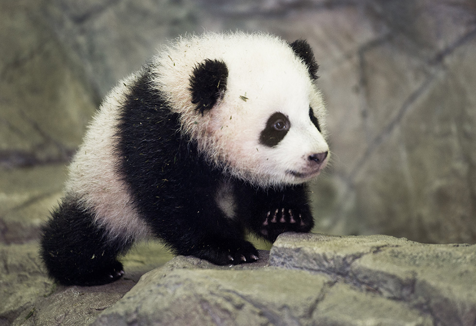 Le foto di Bao Bao il cucciolo di panda di Washington 