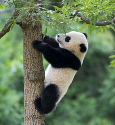 Le foto di Bao Bao il panda dello zoo di Washington Il Post