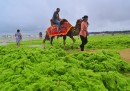 Qingdao, Cina