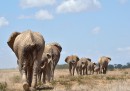 Amboseli, Kenya