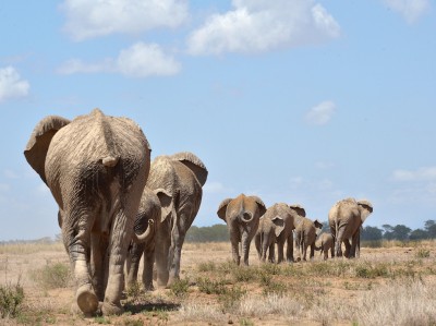 Amboseli, Kenya