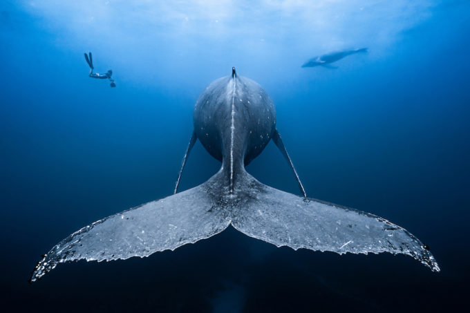 Esche Da Pesca Sott'acqua in Acque Limpide Blu. Vacillare Nell'acqua  Fotografia Stock - Immagine di bagno, apparecchiatura: 180822354