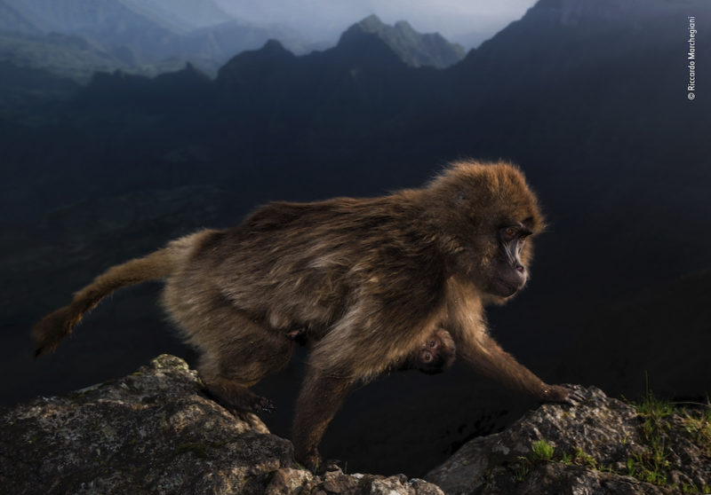 La Foto Che Ha Vinto Il Wildlife Photographer Of The Year - Il Post