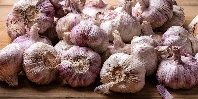 In Iceland, garlic was grown on a large scale for the first time