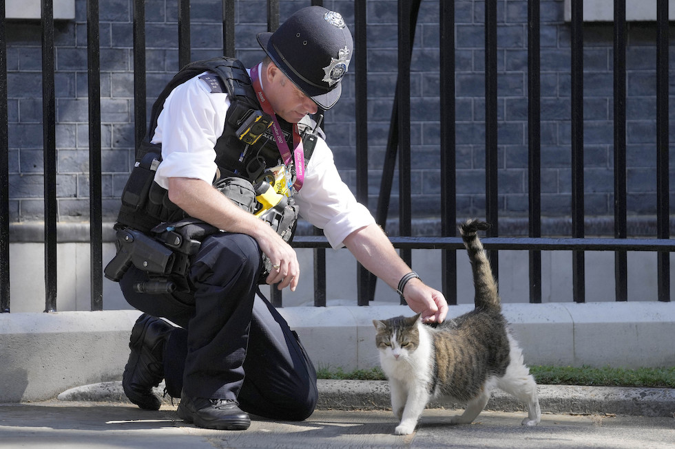 Nimis, il gatto poliziotto diventato una celebrità ad Amsterdam e non solo  - La Stampa