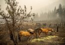 California, Stati Uniti