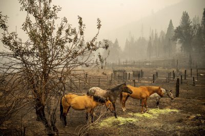 California, Stati Uniti