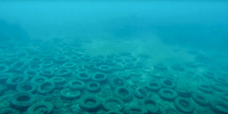 L'acqua di mare calda uccide i coralli coltivati ​​nelle Florida