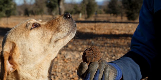 TRADIZIONI  Il cane da cerca, grande interesse per il corso della comunità  del tartufo: 200mila quelli addetti all'attività - Turismo Italia News