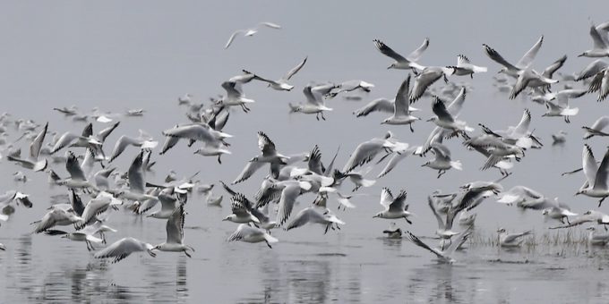 L’influenza aviaria sta uccidendo i gabbiani del lago di Garda