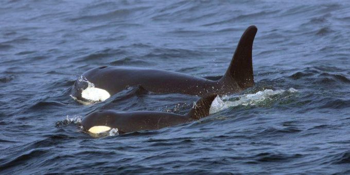 Perché ci sono orche che attaccano le barche vicino alle coste iberiche?