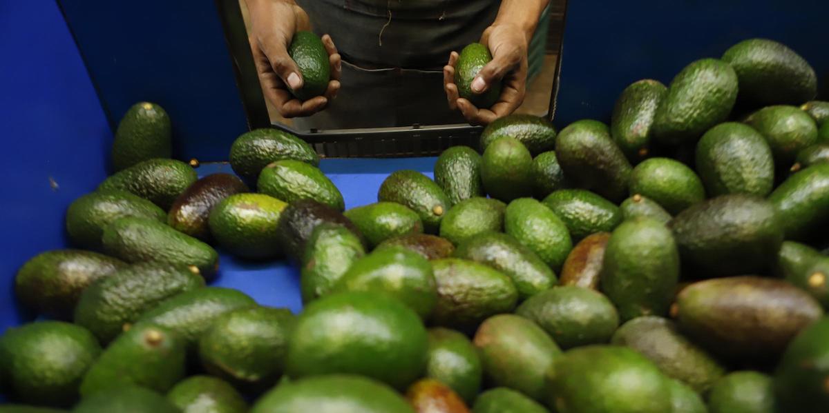 USA: riprendono le importazioni di avocado fresco dal Messico