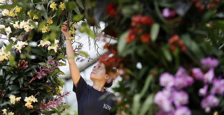 Fanpage.it - La natura che sa incantarci Meravigliosa orchidea nera