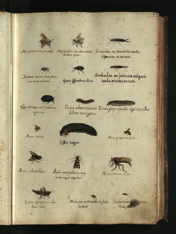 Tavole di animali di Ulisse Aldrovandi, secolo XVI-XVII (Biblioteca Universitaria di Bologna, via Labirinto della Masone)