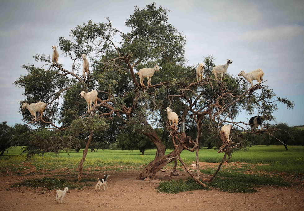 Capre su un albero a Essaouira, Marocco, 4 aprile 2018