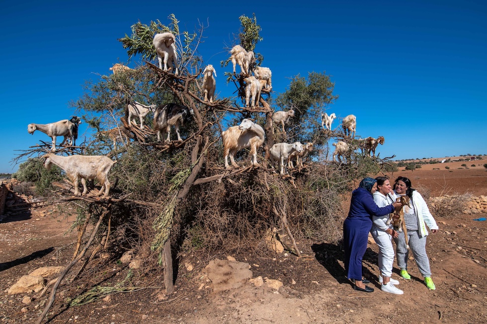 Tre persone si fanno un selfie con delle capre abbarbicate su un albero a Essaouira, Marocco, primo ottobre 2022