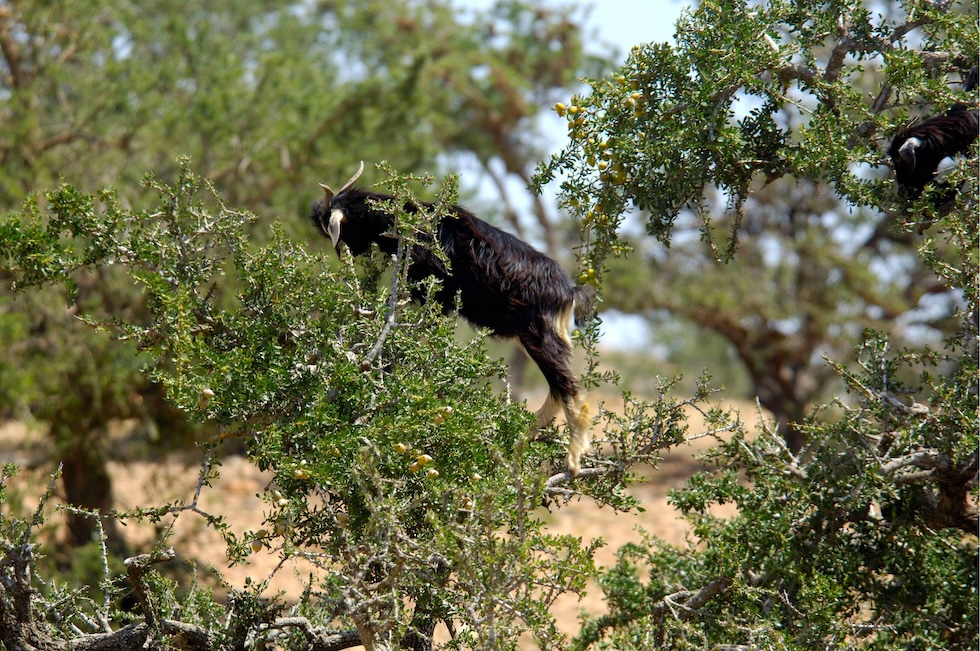 Una capra tra i rami di un albero a Essaouira, Marocco, il 6 giugno del 2006