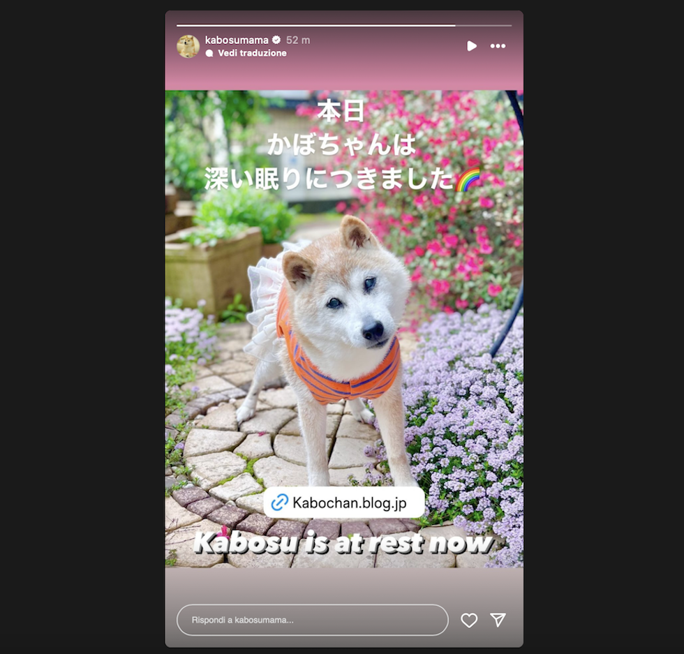 L'annuncio della morte del cane Kabosu sulla sua pagina Instagram ufficiale 