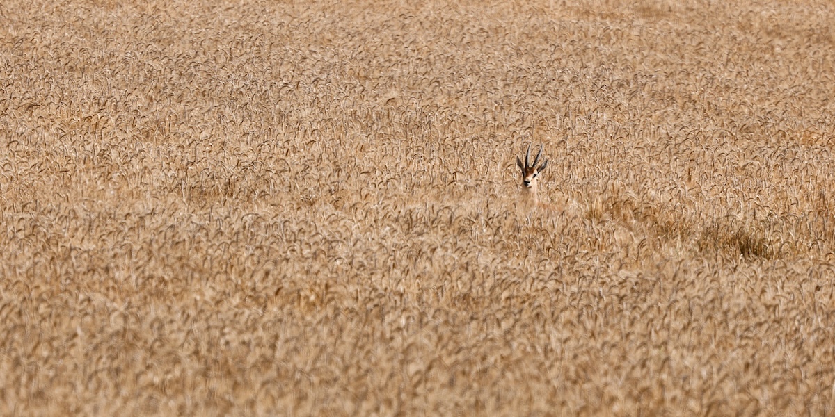 Una gazzella in un campo di grano vicino al confine tra Israele e la Striscia di Gaza 
(REUTERS/Amir Cohen)