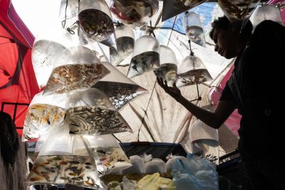 Una persona sceglie dei pesci per acquario in un mercato locale, sabato. Oggi in Messico ci sono le elezioni presidenziali, che secondo i sondaggi molto probabilmente saranno vinte da Claudia Sheinbaum, ingegnera energetica ed ex sindaca di Città del Messico.