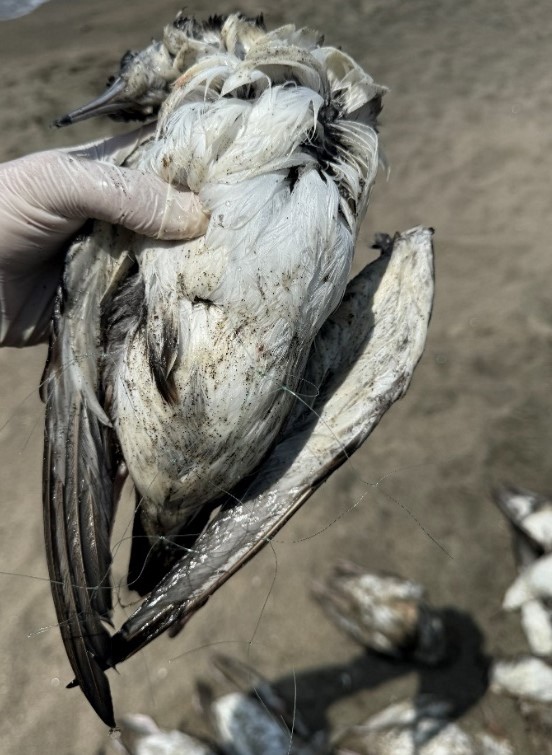 La carcassa di una berta, un piccolo uccello marino, parzialmente avvolta da un filo di plastica trasparente