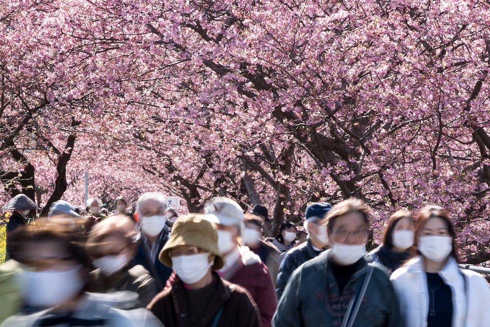 Una foto di turisti che camminano sotto gli alberi di ciliegio in fiore, 20 febbraio 2023 (Photo by Tomohiro Ohsumi/Getty Images)