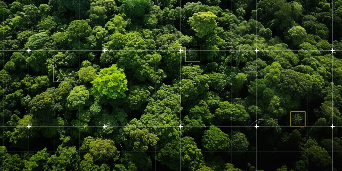 Immagine generata con un'AI che mostra la posizione di alcune cicas o piante simili in una fotografia dall'alto di una foresta (Howard Boland © C-LAB)