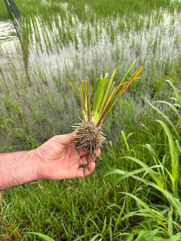 Una pianta di riso strappata dal terreno