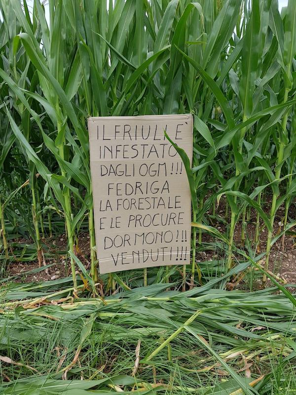 Un cartello di cartone scritto a mano e piantato di fianco a piante di mais sfalciate. La scritta dice: «Il Friuli è infestato dagli OGM!!! Fedriga la forestale e le procure dormono!!! Venduti!!!»