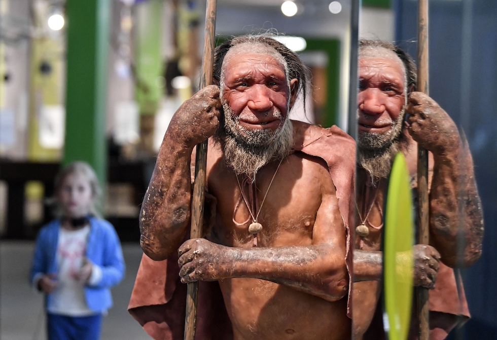 Un modello fisico di Neanderthal anziano a grandezza naturale, che si regge in piedi aiutandosi con un lungo bastone