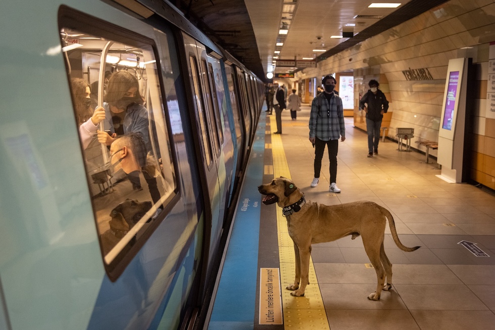 Il cane randagio Boji è diventato famoso perché si sposta a bordo dei mezzi pubblici di Istanbul: qui era nella metropolitana, il 21 ottobre 2021