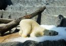 Un orso polare dello zoo della città sprofonda la testa nel ghiaccio per rinfrescarsi