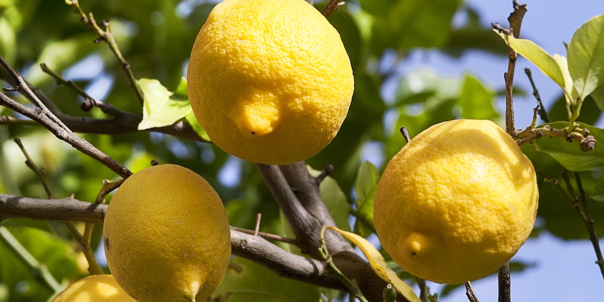 I limoni della costiera amalfitana si stanno ammalando - Il Post