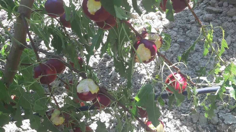 Pesche mangiate dalle cavallette su un albero