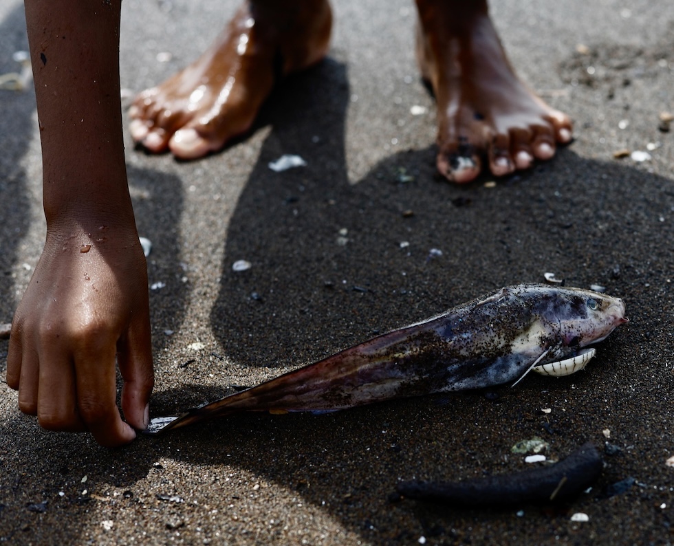 Un ragazzo recupera un pesce morto arrivato a riva sulla spiaggia di Limay, nelle Filippine, il 27 luglio 