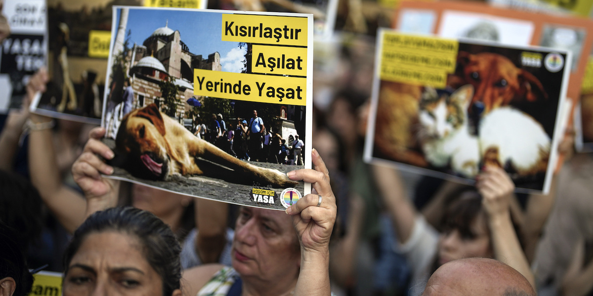 Una manifestazione contro la legge sull'abbattimento dei cani randagi, il 29 luglio del 2024 (AP Photo/Khalil Hamra)