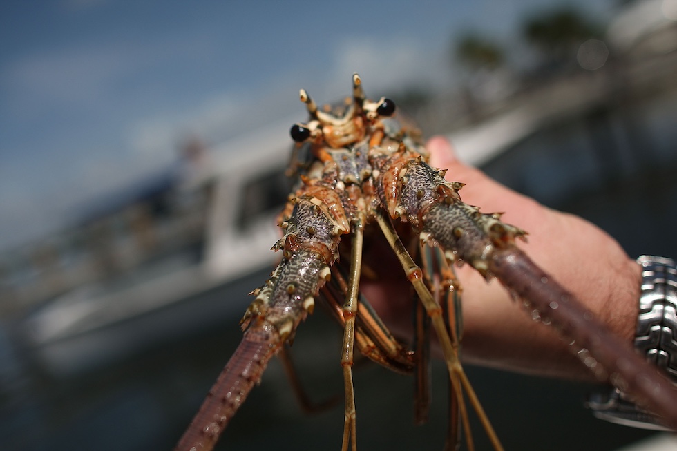 Il primo piano di un'aragosta appena pescata, vista frontalmente