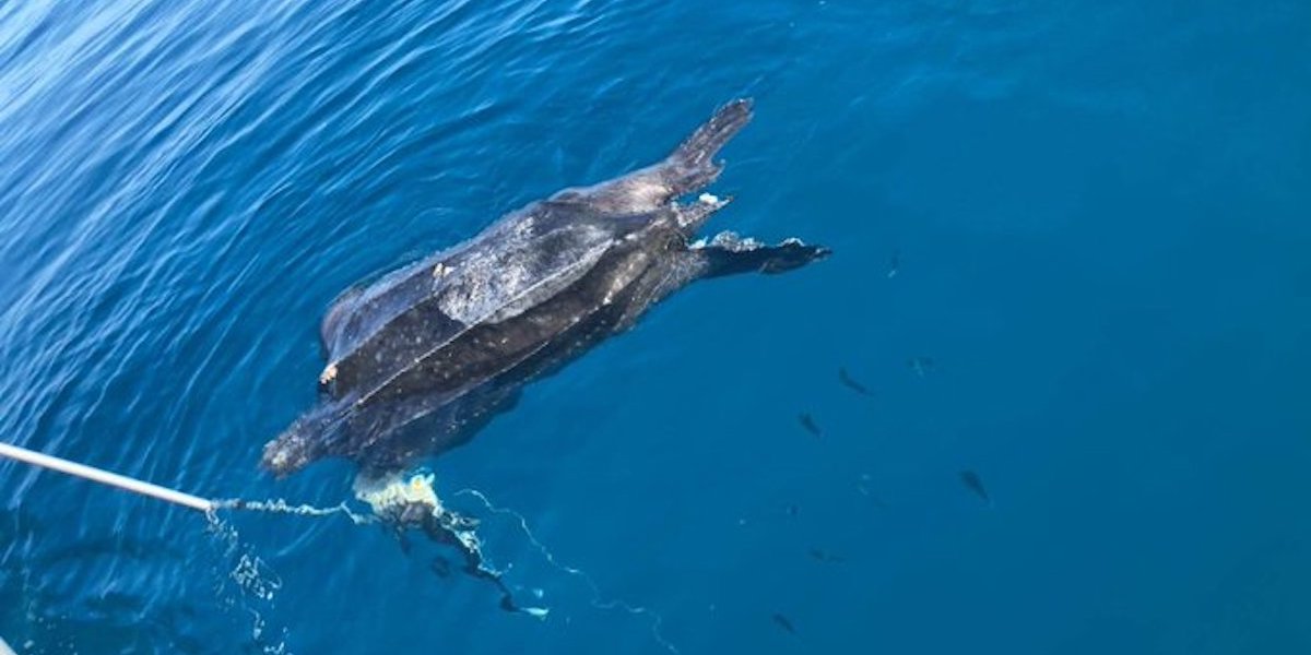 La tartaruga liuto trovata al largo della costa della Versilia (foto dal profilo X di WWF)