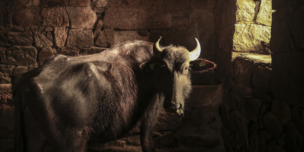 Una bufala da latte, tra gli animali colpiti dalla brucellosi nella zona di Caserta (AP Photo/Emrah Gurel)