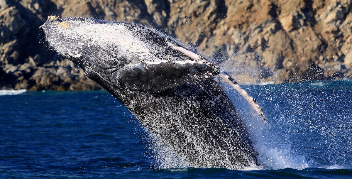 Una megattera vicino a Cabo San Lucas, nel sud della Baja California, il 26 febbraio del 2024
(REUTERS/ Carlos Perez Gallardo)