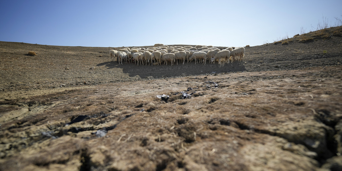 Un gregge di pecore nella campagna vicino Caltanissetta, in Sicilia, a luglio del 2024 (AP Photo/Andrew Medichini)