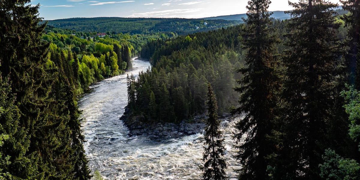 Una foresta in Svezia