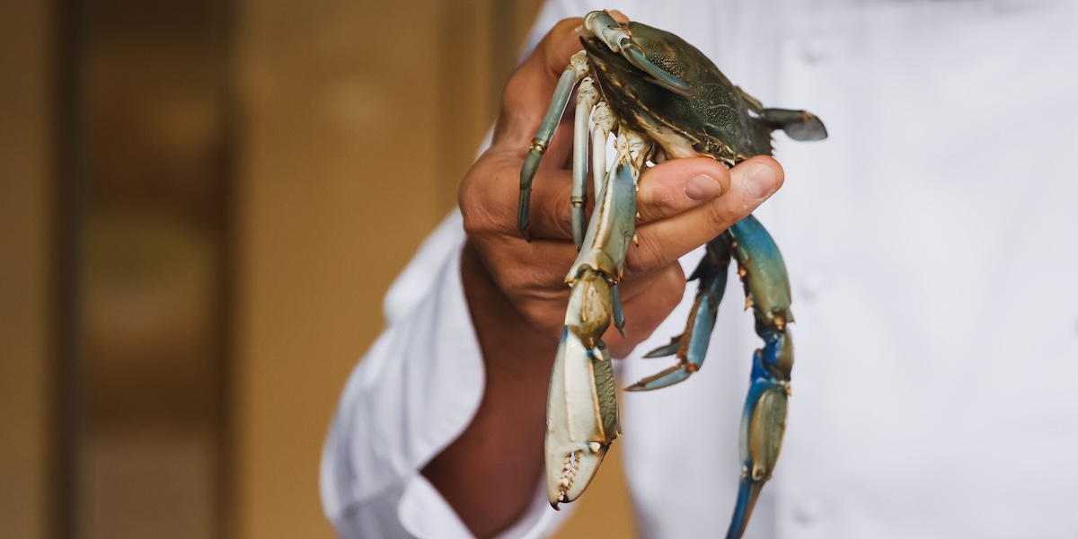 Un granchio blu tenuto in mano da uno chef