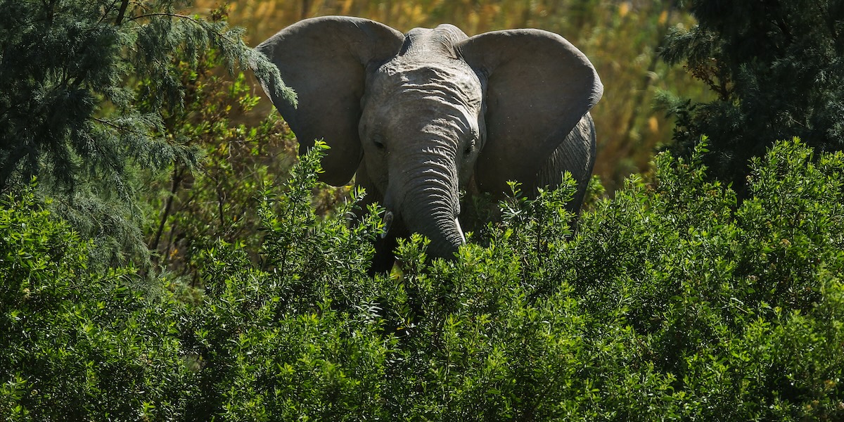 Un elefante in mezzo alla vegetazione