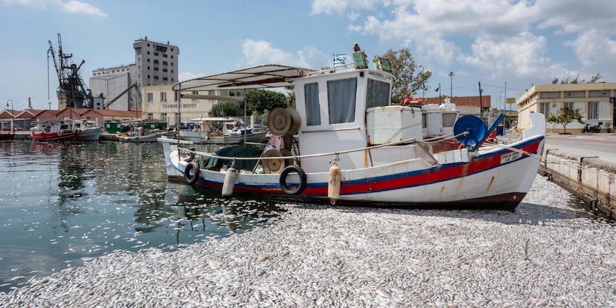 Foto di una barca nel porco di Volos, in Grecia, circondata da pesci morti