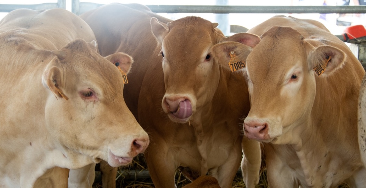 Tre mucche esposte alla fiera di Sant'Alessandro del 2023