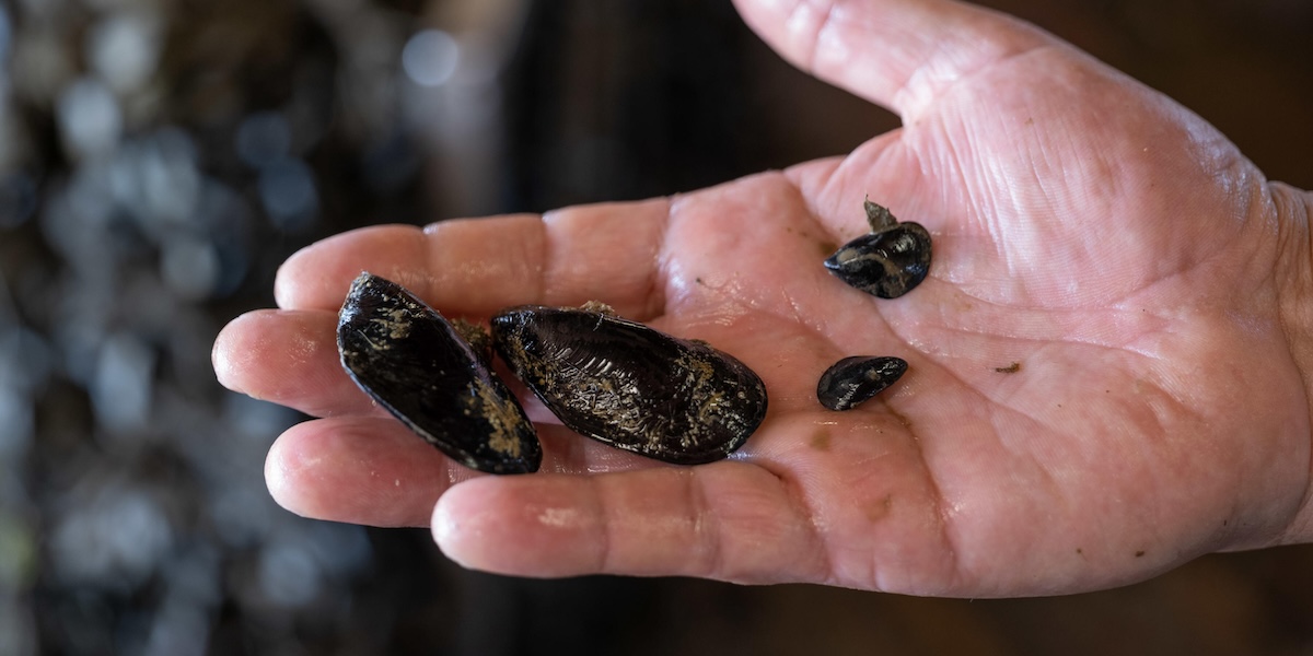 Cozze allevate nel delta del Po