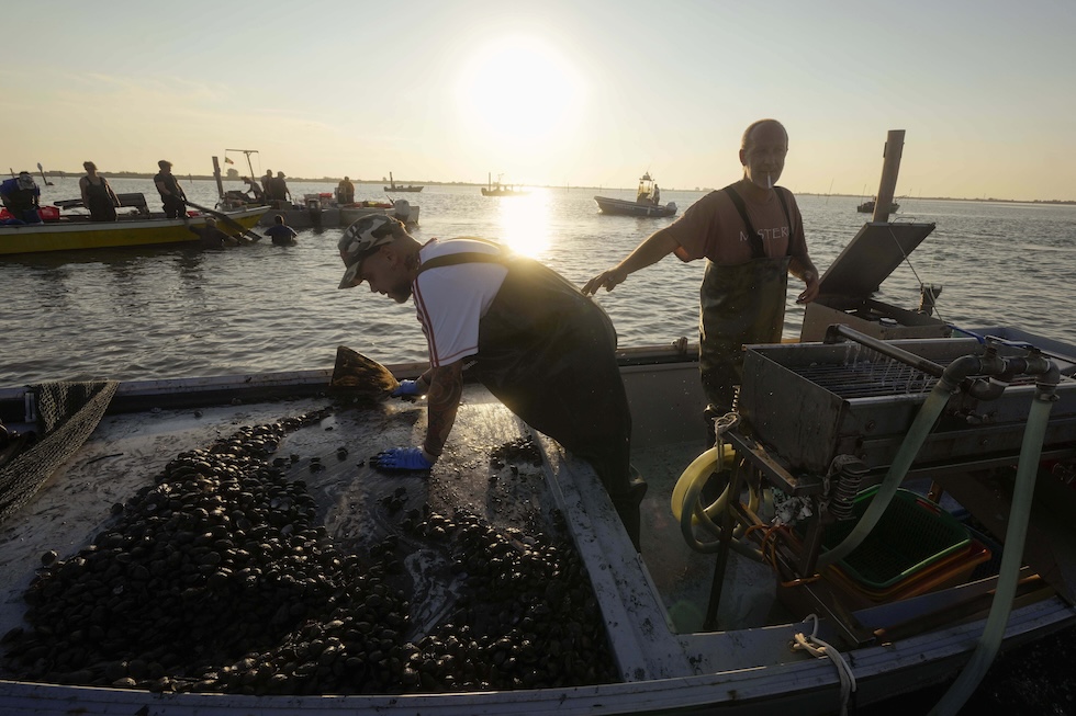 Allevatori di cozze e vongole nel delta del Po 