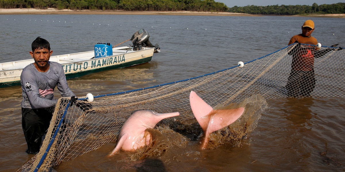 Un delfino di fiume, di colore rosa, all'interno di una rete tenuta da due pescatori nell'acqua di un lago dell'Amazzonia